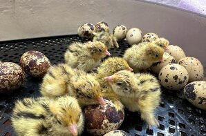 Brutmaschine mieten Brutmaschine mieten - selbst ausbrüten - für Schule oder Kindergarten im Sauerland und Siegerland