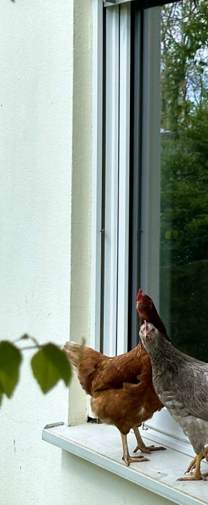 Hühnervermietung Hühnervermietung im Sauerland und Siegerland